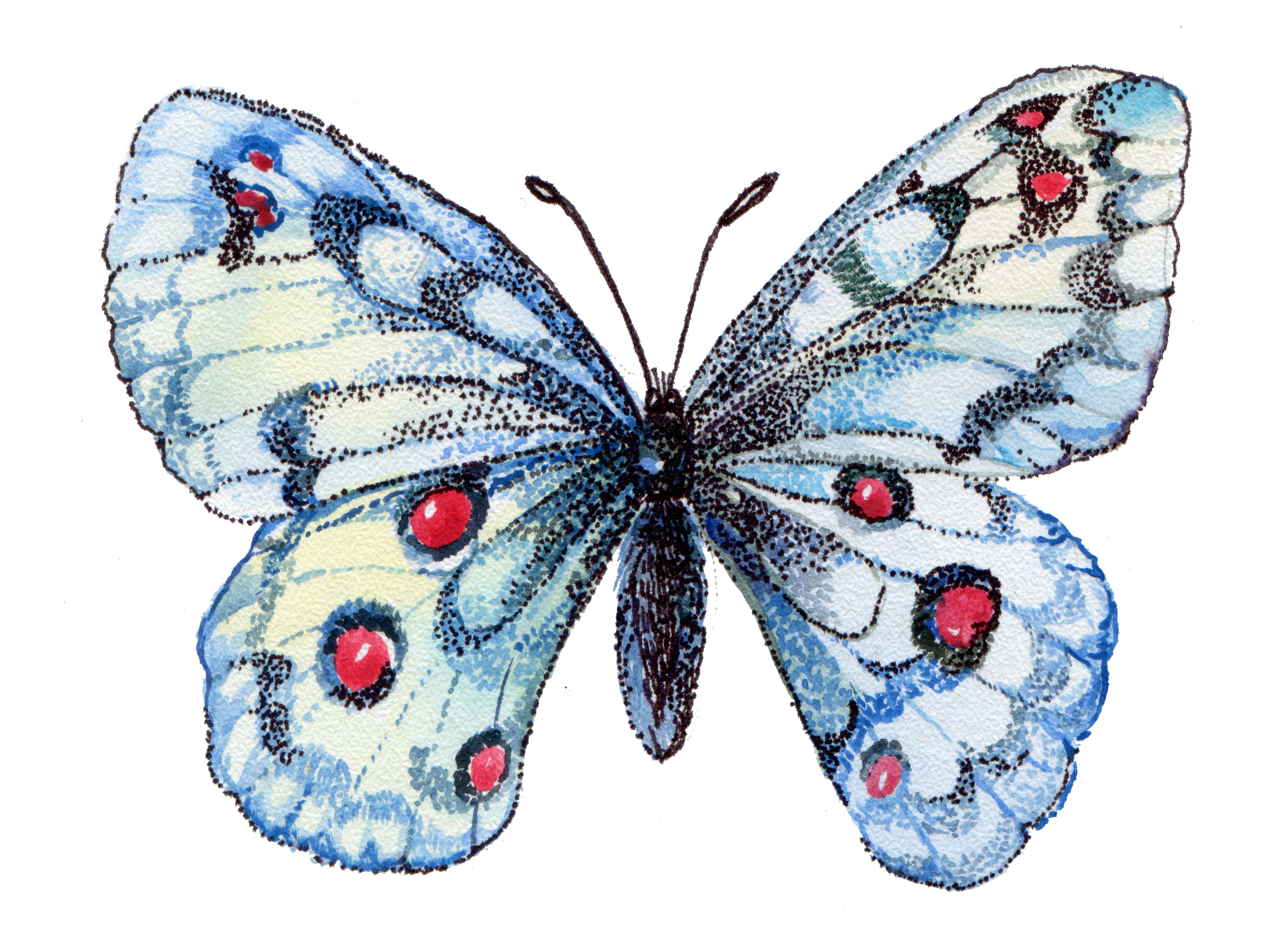 Butterfly watercolor illustration