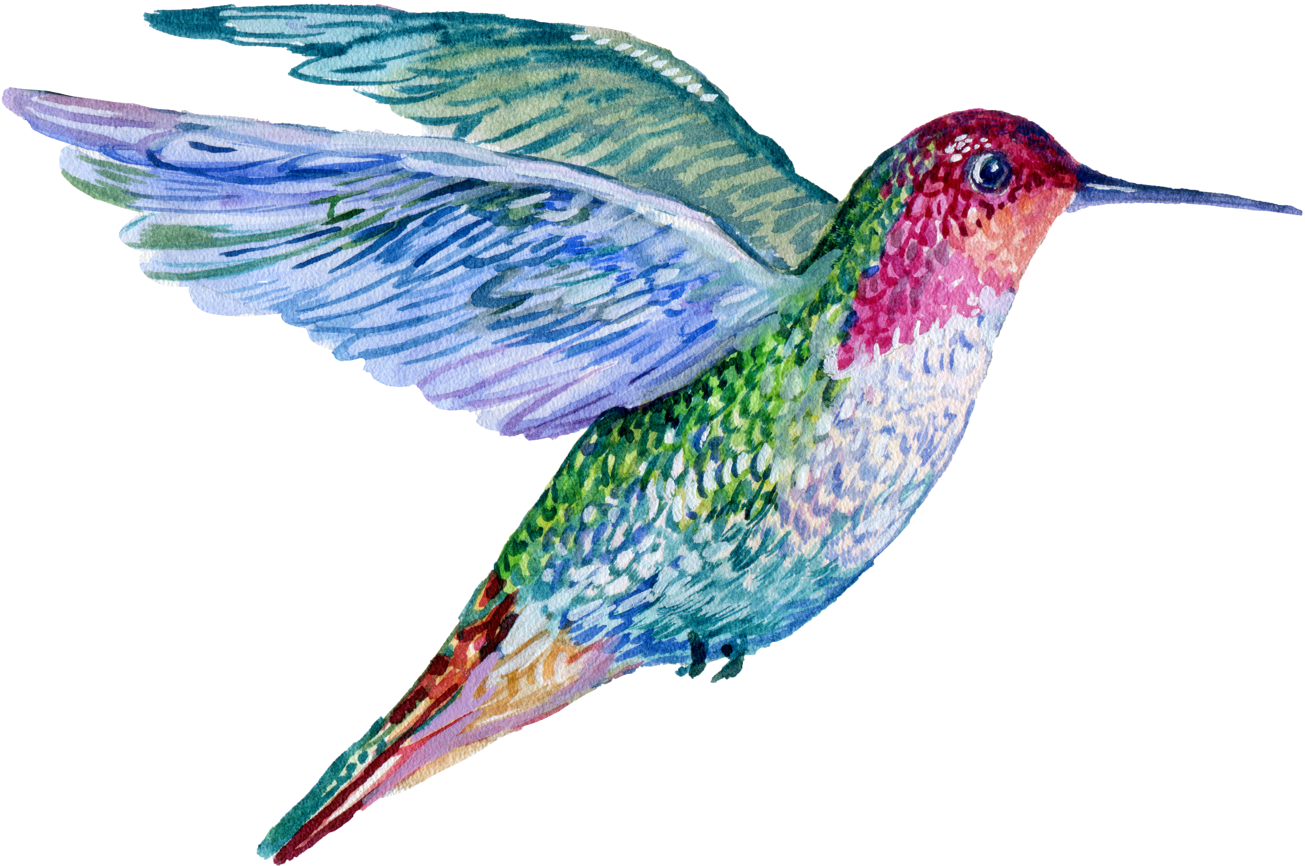 Hummingbird Bird Watercolor Illustration