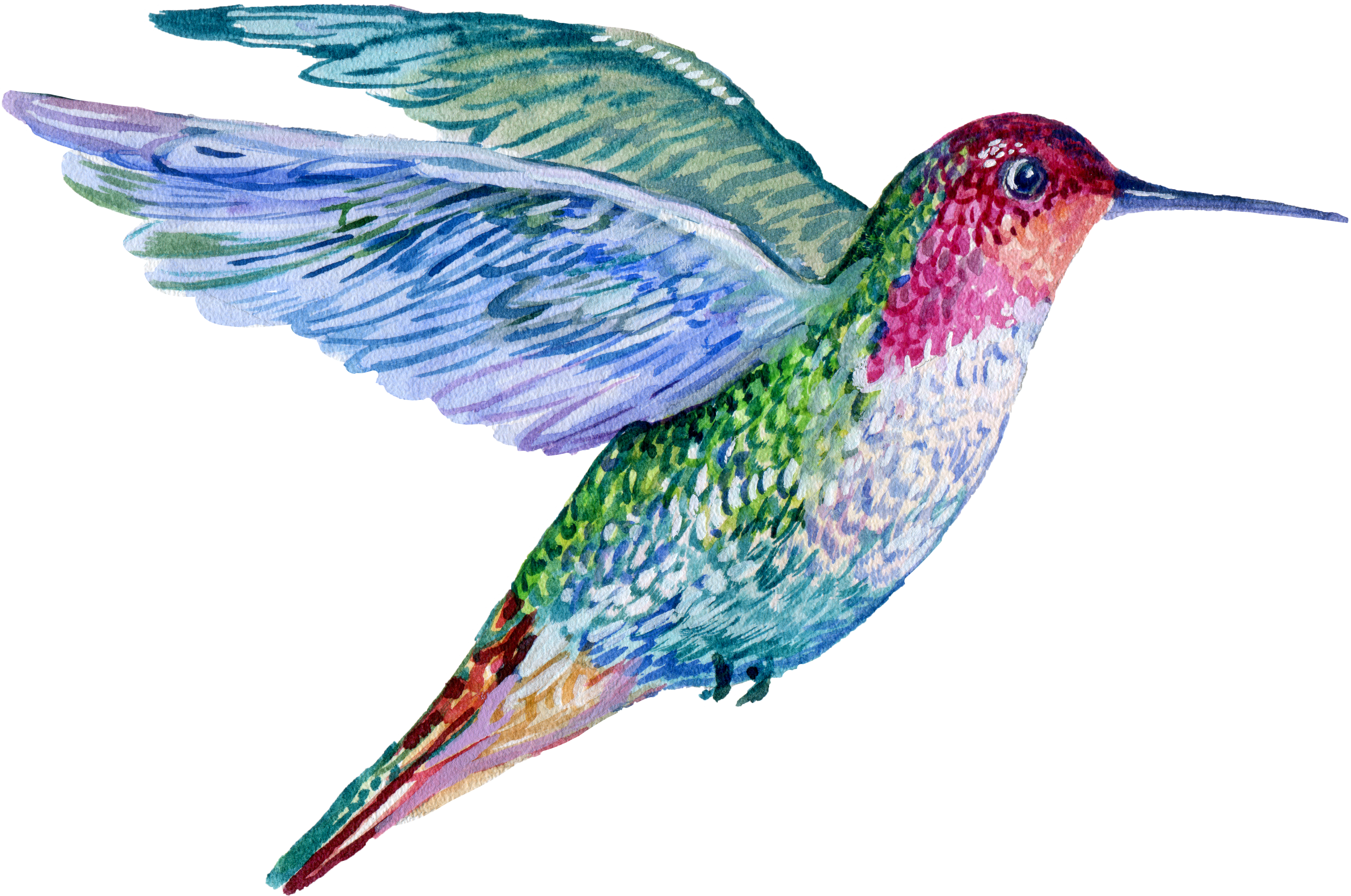 Hummingbird Bird Watercolor Illustration